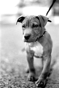 Puppy - Kostenloses image #275409